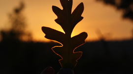 Timeline: Smallsville Government