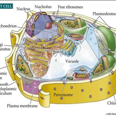 Timeline: Cell Theory Timeline