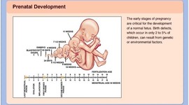 Timeline: Prenatal Development