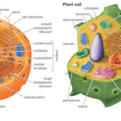Timeline: Oliver Day Cell Theory Assignment