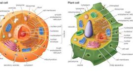 Timeline: Oliver Day Cell Theory Assignment