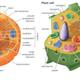 Animal vs plant cell
