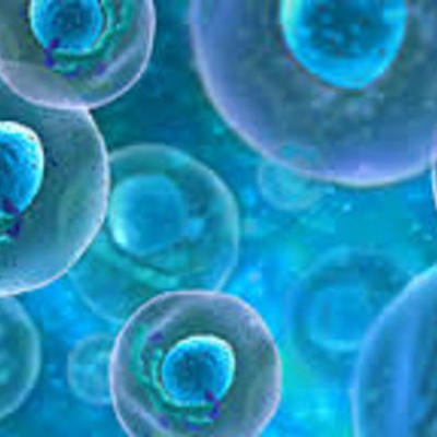 Timeline: Cell Theory Timeline