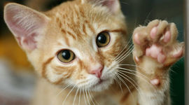 Timeline: Timeline Project