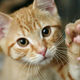 600px ginger kitten holding out paw