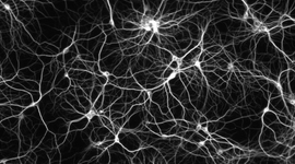 Timeline: The Chronology of Cell Theory by Mikey Varnado