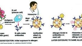 Timeline: Immune Response and Symptoms