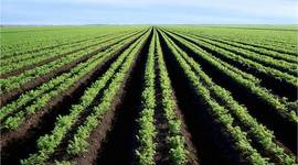 Timeline: Farm Bill History