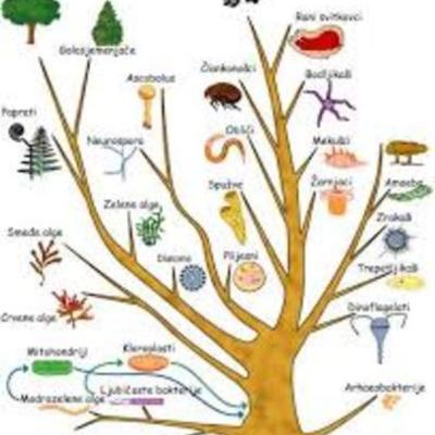Timeline: Короткий історичний нарис розвитку систематики