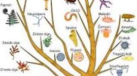 Timeline: Короткий історичний нарис розвитку систематики