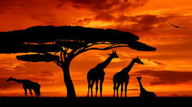 Timeline: Moderne Geschiedenis van Afrika