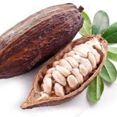 Timeline: History of Chocolate Timeline