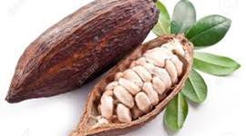 Timeline: History of Chocolate Timeline