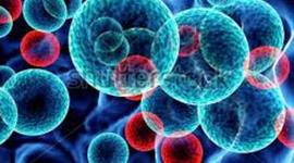 Timeline: wildflame's cell theory