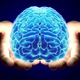 Brain