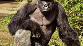 Timeline: Eestlaste muistne vabadusvõitlus