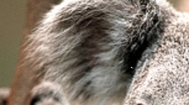 Timeline: Eestlaste muistne vabadusvõitlus