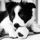 Cute puppy pics4