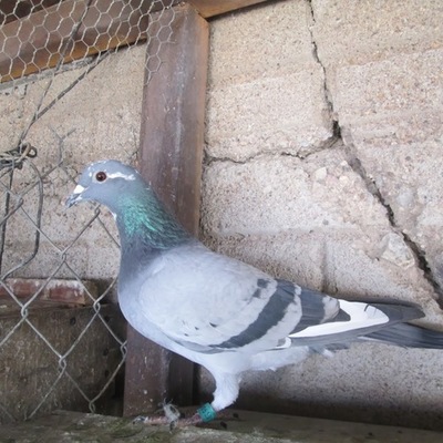 Timeline: mi mejor regalo