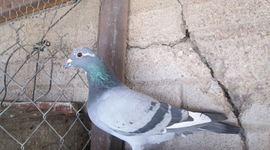 Timeline: mi mejor regalo