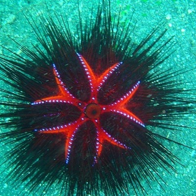 Timeline: American Revolution Battles