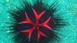 Timeline: American Revolution Battles