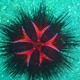 10.1264065226.walking sea urchin