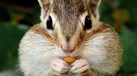 Timeline: war of 1812