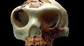 Timeline: Hominización