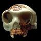 220px homo antecessor reconstruccion