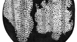 Timeline: Cell Theory