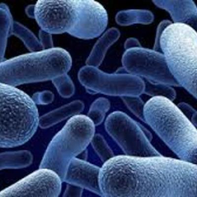 Timeline: microbiologia