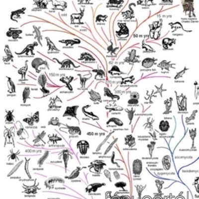 Timeline: Az élet fejlődéstörténete