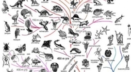 Timeline: Az élet fejlődéstörténete