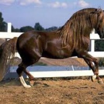 Timeline: Ló törzsfejlődése