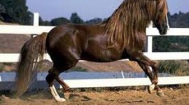 Timeline: Ló törzsfejlődése