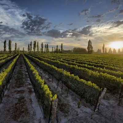 Timeline: Siglos con la Vid y el Vino - Creada por Andrea Belmonte -