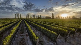 Timeline: Siglos con la Vid y el Vino - Creada por Andrea Belmonte -