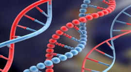 Timeline: Línea de Tiempo: Modelo de la molécula de ADN-Dillan Matos