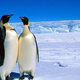 Penguins antartica