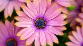 Timeline: Famous Athlete