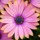 Pink flower tumblr background