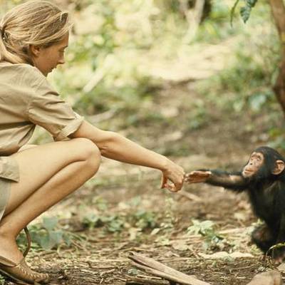 Timeline: Jane Goodall and the Life of Chimpanzees