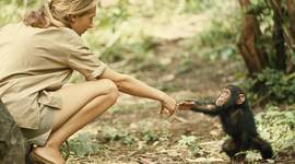 Timeline: Jane Goodall and the Life of Chimpanzees