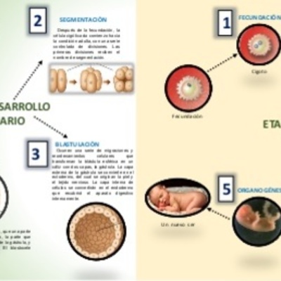 Timeline: ONTOGENESIS DEL SISTEMA NERVIOSO