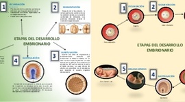 Timeline: ONTOGENESIS DEL SISTEMA NERVIOSO