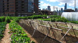 Timeline: Linea Cronologica