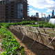 New crops chicago urban farm