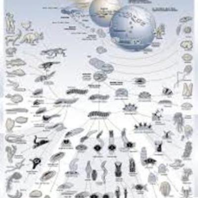 Timeline: La evolución