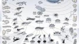 Timeline: La evolución